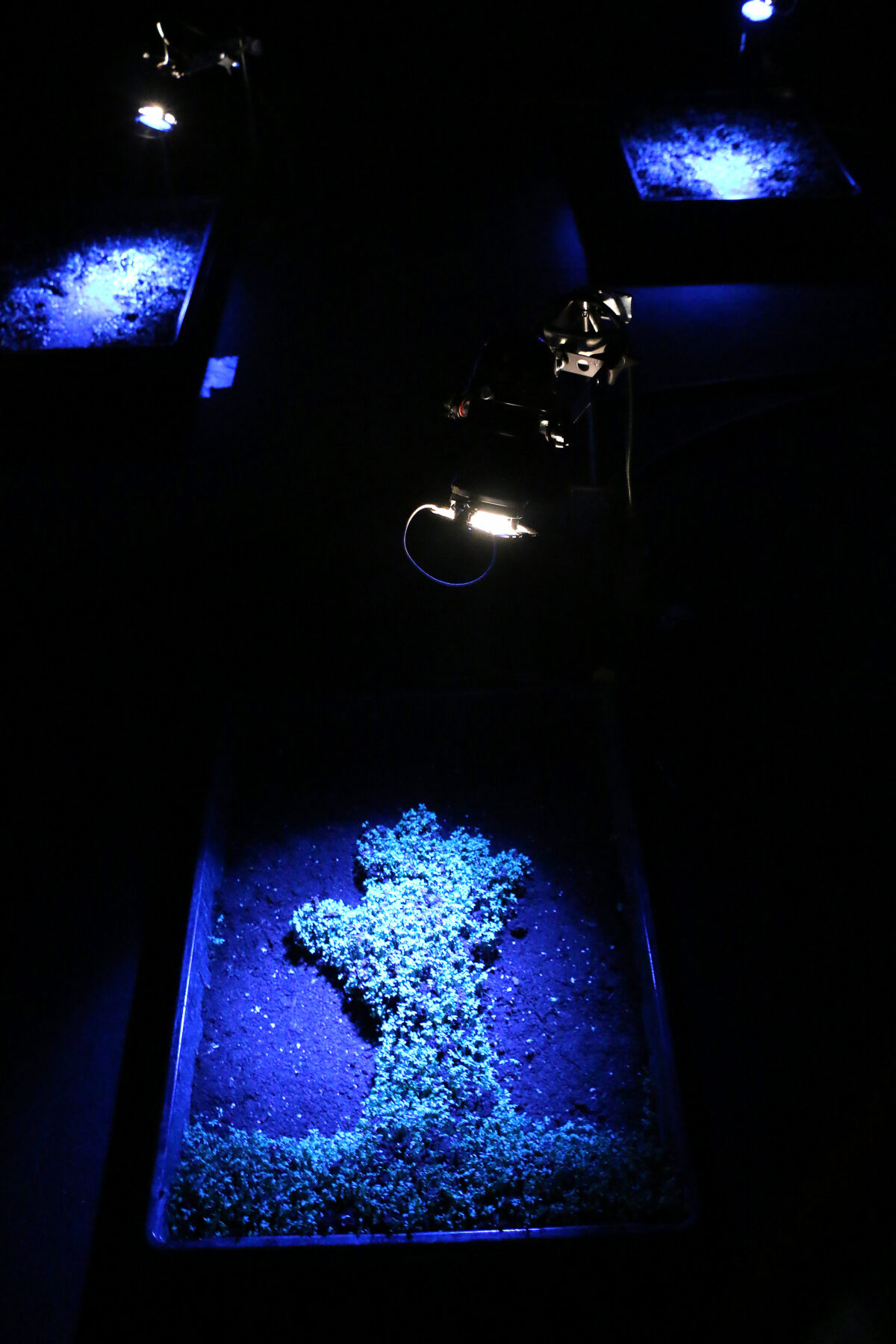 Impressio - Perform Lab